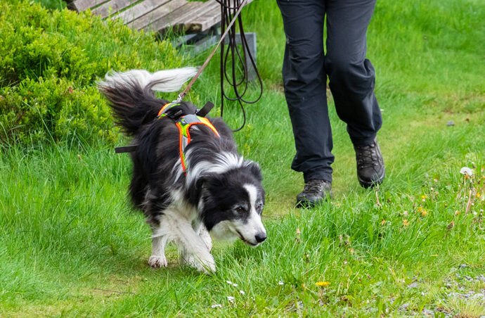 Suchhunde-Nasevorn_Dein-Hund-und-Du