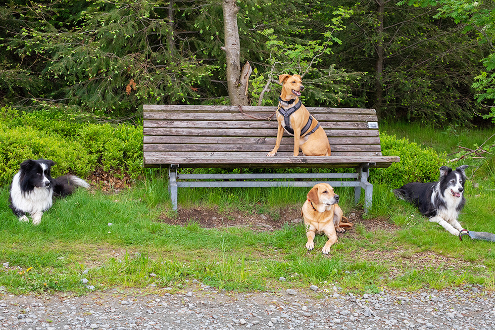 Suchhunde-Nasevorn_Basics Zuverlässig Grundgehorsam lernen bei SUCHHUNDE NASE VORN!