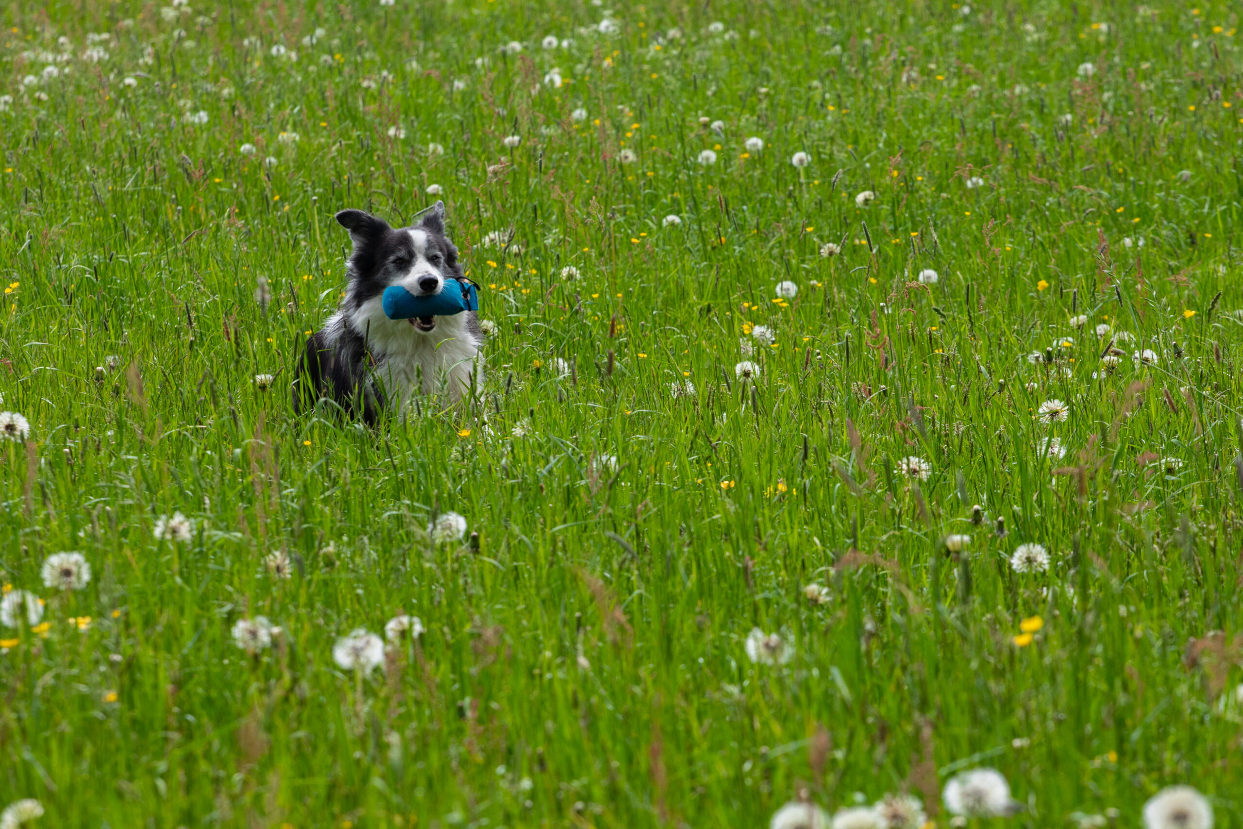 PaBreArtStudio_DUMMY